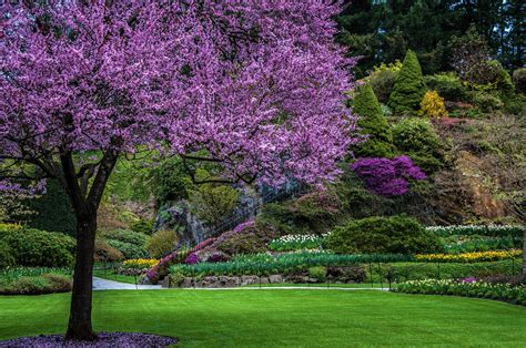 Purple Tree In Spring Park Papel De Parede Hd Plano De Fundo