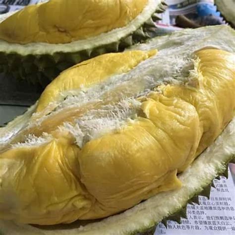 Salah satu jenis durian adalah durian musang king. Durian Monthong Tani - Kelapa Pandan Wangi Thai | Facebook