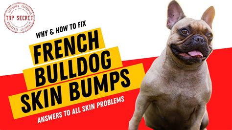 French Bulldog Skin Bumps The Causes And Solutions Youtube