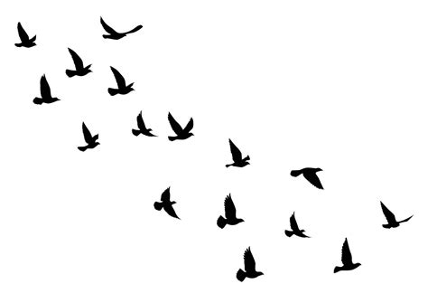 Flying Birds Silhouettes On White Background Vector Illustration