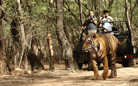 Ranthambore National Park Safari Tour Booking Canter And Jeep At Best Price In Sawai Madhopur