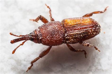 Weevils A Guide To Weevil Identification And Prevention