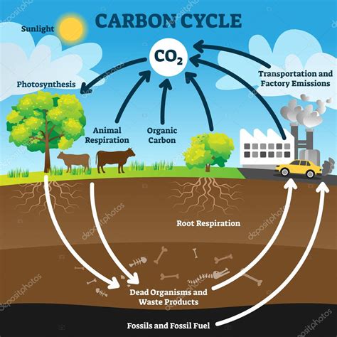 Ilustración Del Vector Del Ciclo Del Carbono Esquema De Proceso