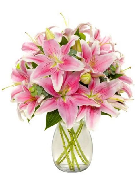 White roses wrapped up with lots of love from our florist you can only get it from love box gifts and flowers. Pink Stargazer Lily in Vase sameday flower delivery to ...