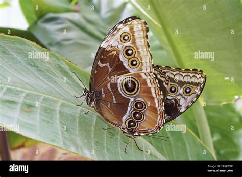 Peleides Blue Morpho Butterflies In Mating Underside Morpho Peleides