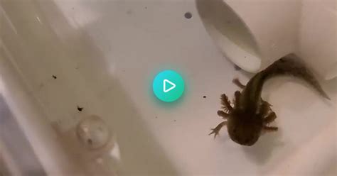 Axolotl Feeding Time Earth Worms And Sinking Carnivore Pellets