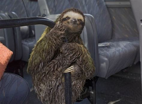 Photos The Sloths Are Coming And Theyre Coming By Bus Cute Baby