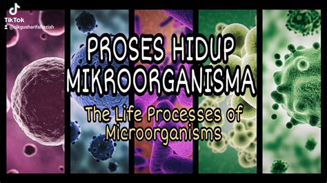 Mikroorganisme disebut juga organisme mikroskopik. EduTikTok - Proses Hidup Mikroorganisma (Life Processes of ...