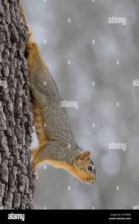 Eastern Gray Squirrel Sciurus Carolinensis Stock Photo Alamy