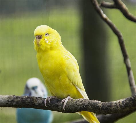 In each color variation, there is a darker shade than the previous one. Yellow Parakeet Photograph by Philip Wheeler