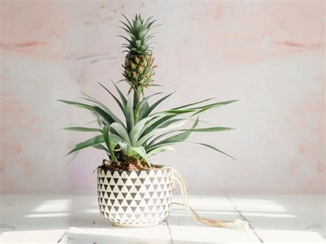 How To Grow And Take Care Of A Pineapple Houseplant