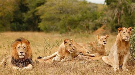 Leões Em Busca Da Vida Selvagem Documentários Natureza E Vida