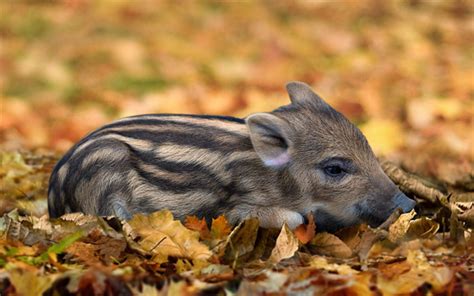 Download Wallpapers Small Wild Boar Forest Autumn Yellow Leaves