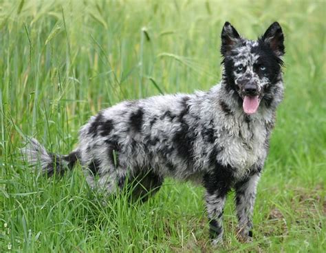 Rarest Dog Breeds On Earth You Dont Know