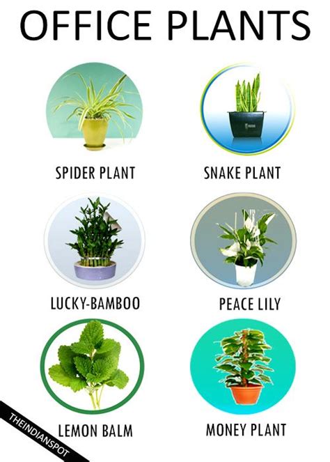 Best Desk Plants No Light Ralnosulwe