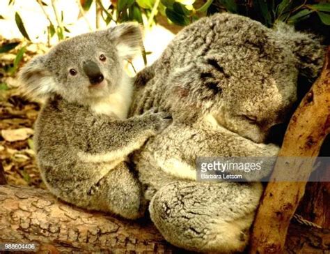 Baby Koala With Mom Photos And Premium High Res Pictures Getty Images