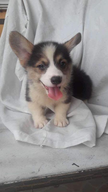 But in 1933 king george vi (then duke of windsor) gave the princess elizabeth a pembroke welsh corgi puppy, triggering an explosion in the breed's popularity, which continues to this day. Corgi Puppy  Other Services  Marikina, Philippines ...