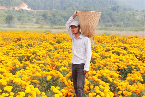 In Pics Marigold Blooms For Tihar In Tanahu Myrepublica The New