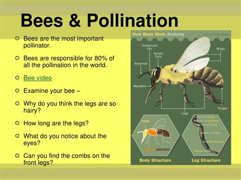 Ppt Pollination Powerpoint Presentation Free Download Id2423311