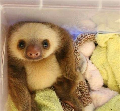 568 Best Sloths Images On Pinterest Sloths Baby Puppies
