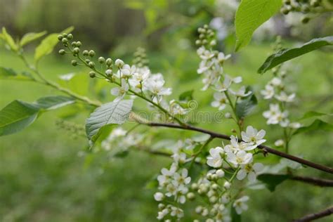 Tree Branch With Green Leaves And White Flowers Blooming In Spring