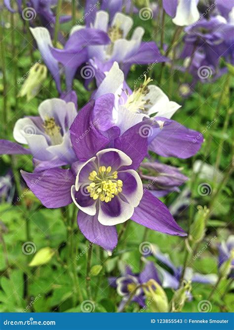 Violet Blue Aquilegia Alpina Flower Stock Image Image Of Floral