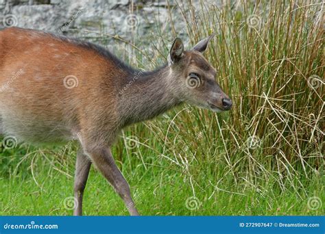 Wild Juvenile Sika Deer In Ireland Stock Image Image Of Japanese