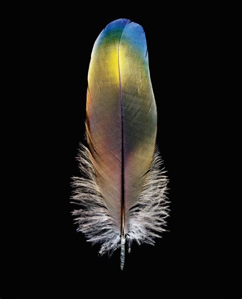Exquisite Photos Of Bird Feathers From Around The World
