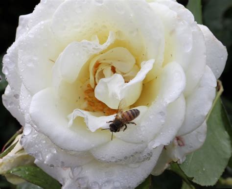 Bee On Rose Free Photo Download Freeimages