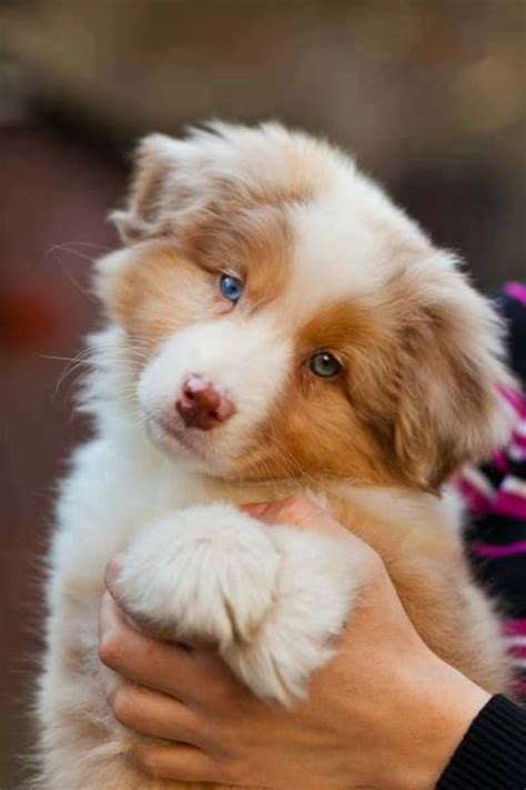 They have thick double coats that require weekly brushing, but no extra work.their undercoat is dense and thick while their outer coat is long, water resistant, and wavy or straight. australian shepherd red merle puppy | Aussies! | Pinterest