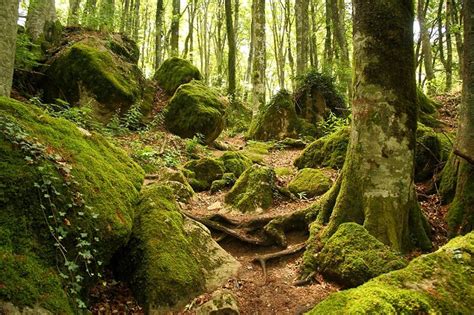 Parco Nazionale Delle Foreste Casentinesi Foreste Sacre
