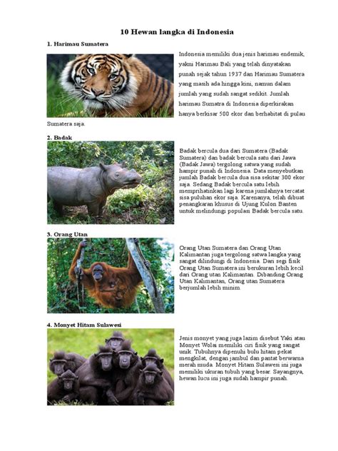 10 Hewan Langka Di Indonesia Dan 10 Tumbuhan Langka Di Indonesia