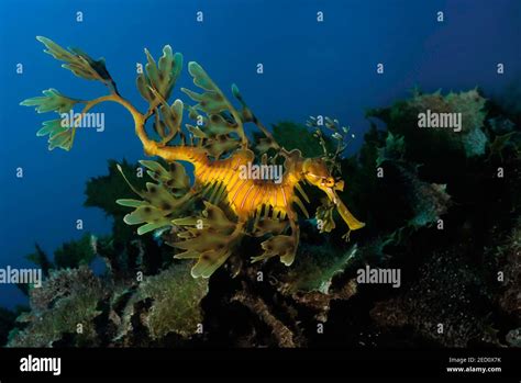 Leafy Seadragon Phycodurus Eques Kangaroo Island Stock Photo Alamy