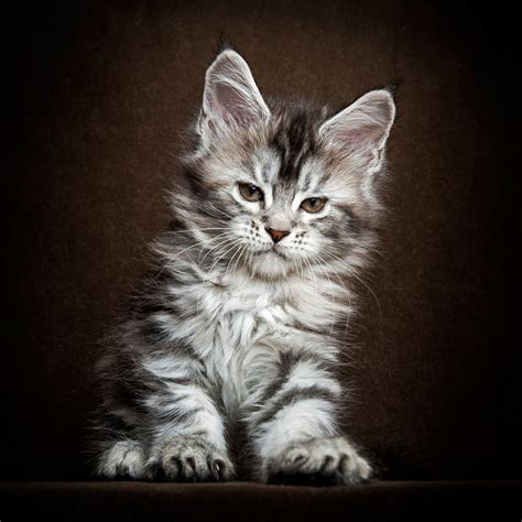 The maine coon cat is one of the largest domesticated breeds of felines. Mythical Beasts: Photographer Captures The Majestic Beauty Of Maine Coons | Bored Panda