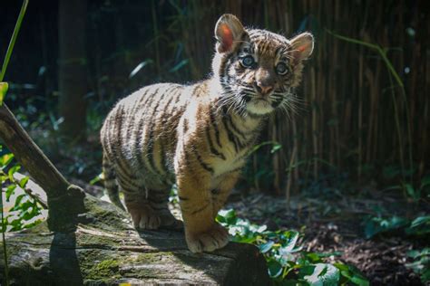 Free Photo Tiger Cub Animal Bengal Cub Free Download Jooinn
