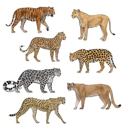 How To Draw Big Cats Lions Tigers Cheetahs And More — Everything
