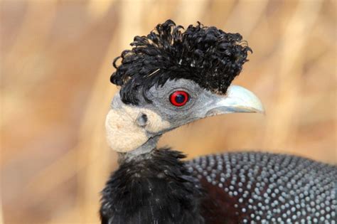 Crested Guinea Fowl Bird Breeds Central