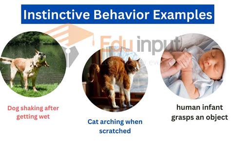 Instinctive Behavior History Control And Examples Freuds Theory Of