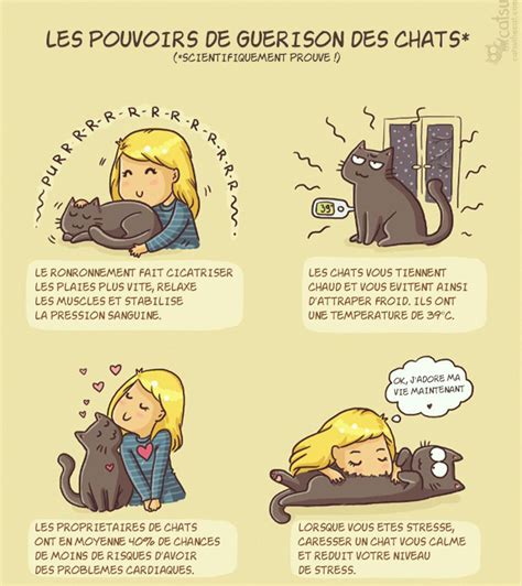 La Vie Des Chats Et De Leurs Propriétaires Résumée Par 15 Bandes