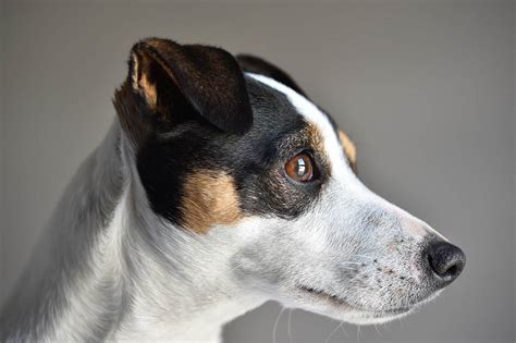 Caractère jack russel information caractère jack russel conseil sur le comportement et le caractère du jack russel choisir un chien en fonction de son caractère. Origine de Jack Russel Terrier - Les animaux - Les animaux ...