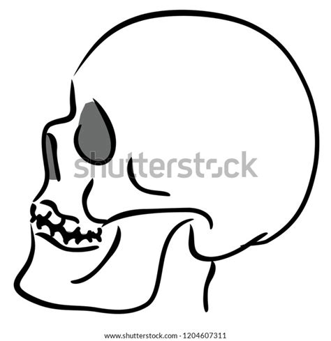Vector Sketch Human Skull Profile Stock Vector Royalty Free