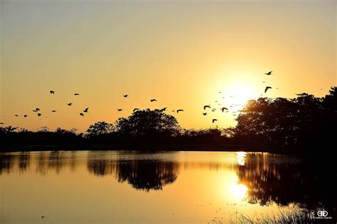 Dsc0701 Atardecer Garceros Llanos Orientales Arauca Ori Flickr