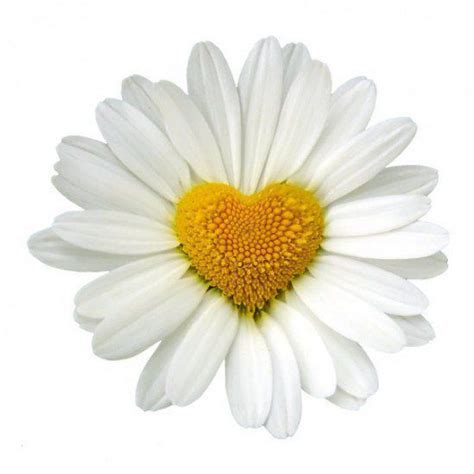 Le Charme Whites Happy Flowers White Flowers Beautiful Flowers Daisy
