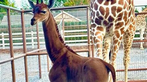 Tennessee Zoo Asking Public To Name Giraffe Born Without Spots