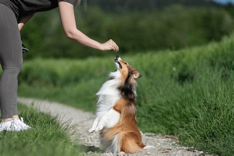 Shaping Luring And Capturing In Dog Training With Examples Pupford