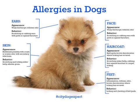 Allergies In Dog City Dog Expert