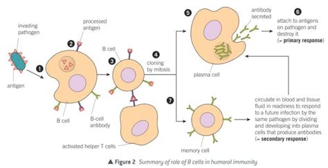 54 B Lymphocytes And Humoral Immunity Diagram Quizlet