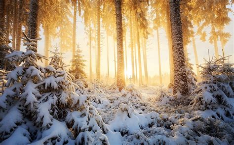 Sunlight Trees Landscape Forest White Nature Snow Winter Branch