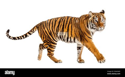 Side View Of A Tiger Walking Away Isolated On White Stock Photo Alamy