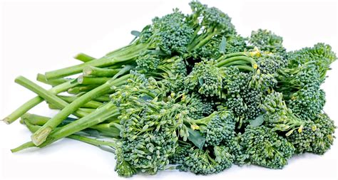 Baby Broccoli Information And Facts